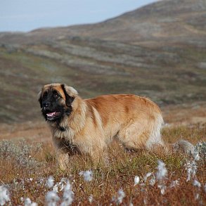 Leonberger