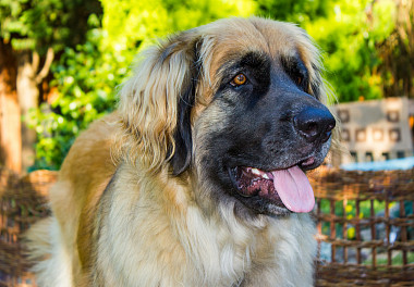 Leonberger