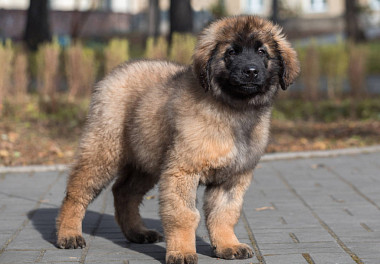 Leonberger