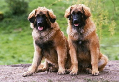 Leonberger