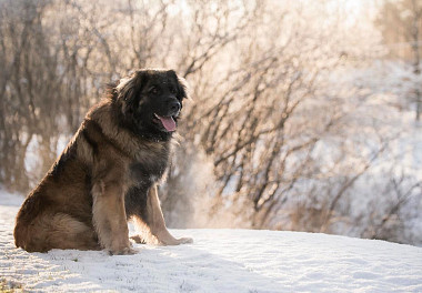 Leonberger