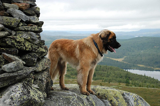 Leonberger