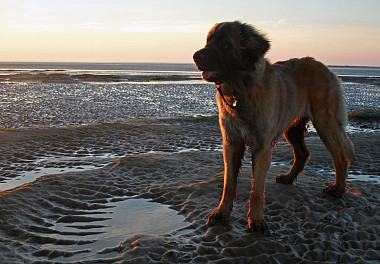 Leonberger