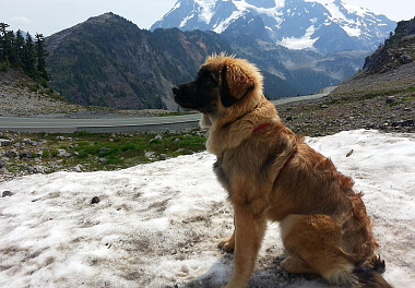 Leonberger