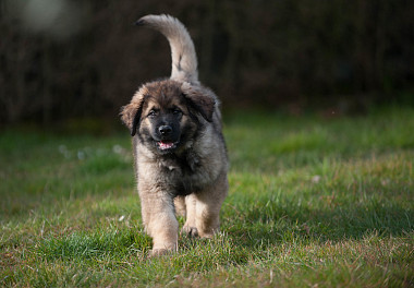 Leonberger