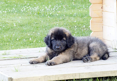 Leonberger