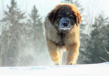 Leonberger