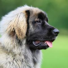 Leonberger