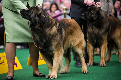 Leonbergers on display