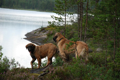 Leonberger