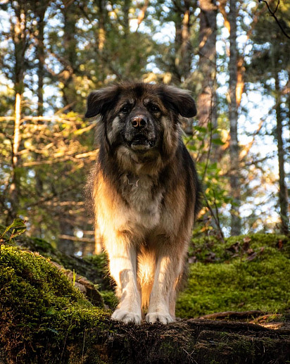 Leonberger