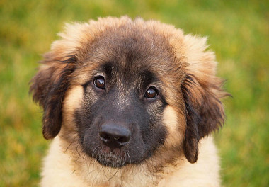 Leonberger