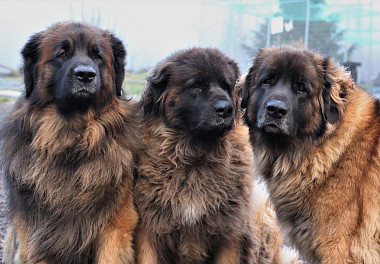 Leonberger