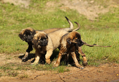 Leonberger