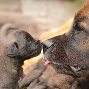 Leonberger