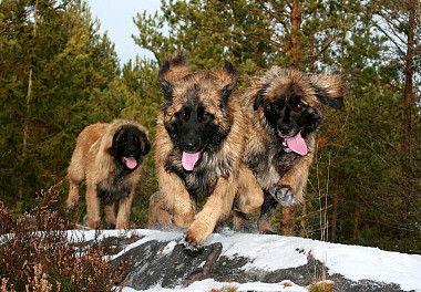 Leonberger