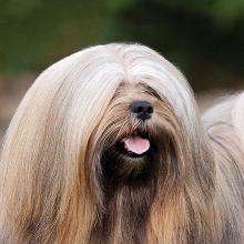 Lhasa apso