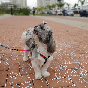 Lhasa Apso