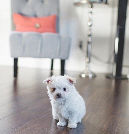 Maltese puppy