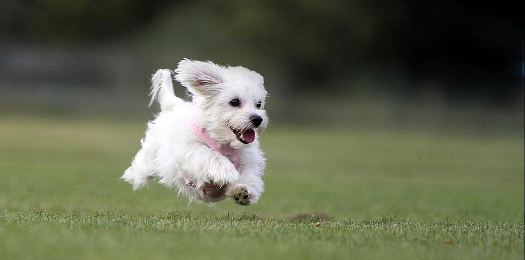 Running Maltese Bologna