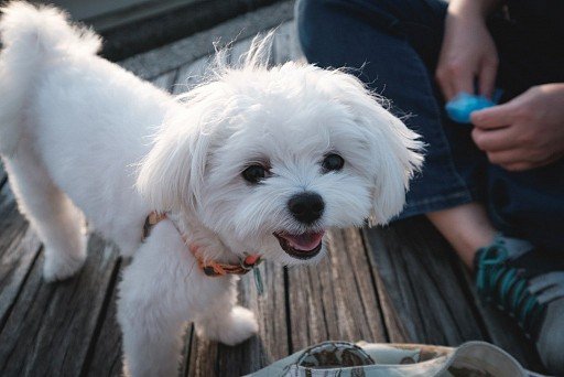 American Maltese