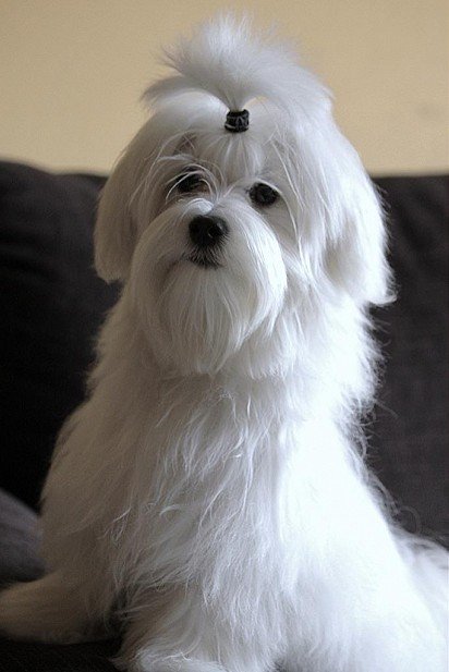 Long Coat Maltese