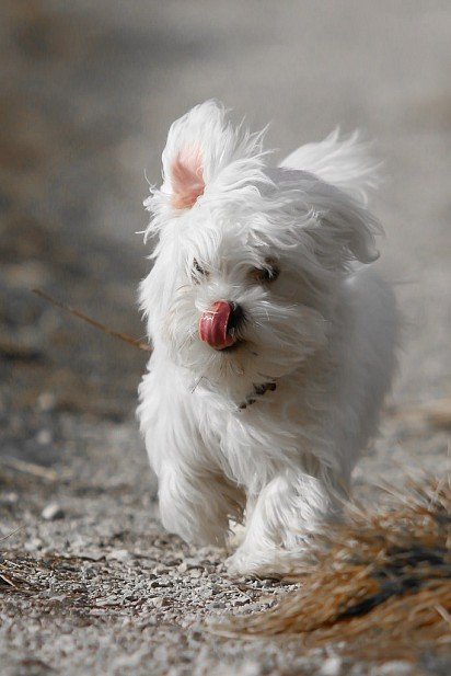 Maltese on a walk