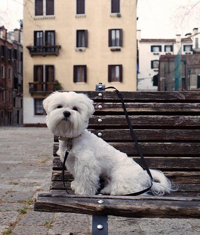 Maltese