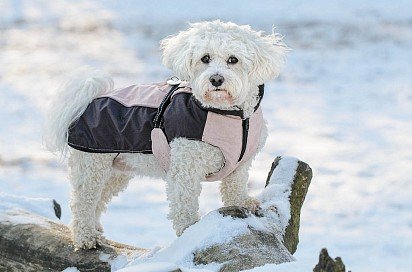 Maltese in winter coat