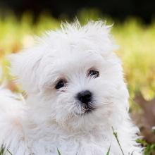 Maltese lapdog