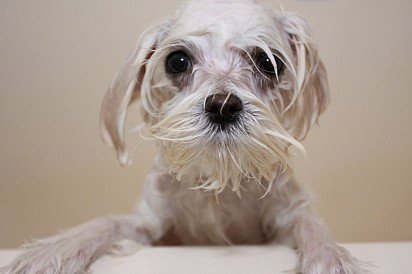 Maltese after washing