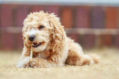 Maltipoo chews on bone