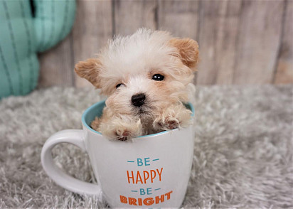 Maltipoo puppy