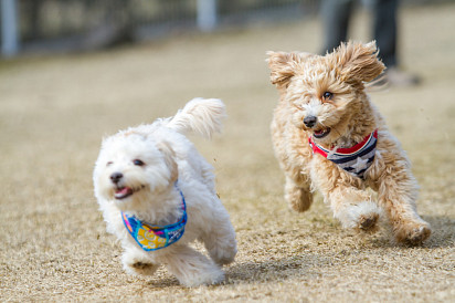 Maltipoo