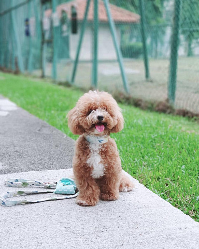 Maltipoo enjoys a sunny day