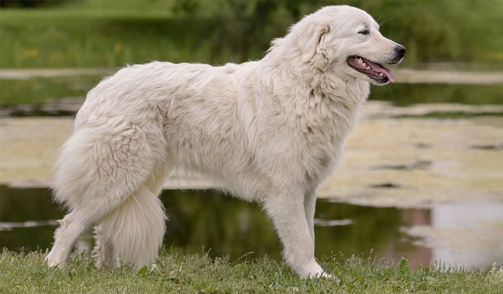 Maremma-Abruzzo Sheepdog