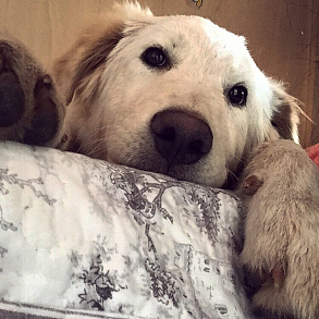 Maremma-Abruzzo Sheepdog