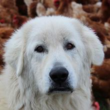 Maremma-Abruzzi Shepherd