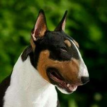 Mini Bull terrier