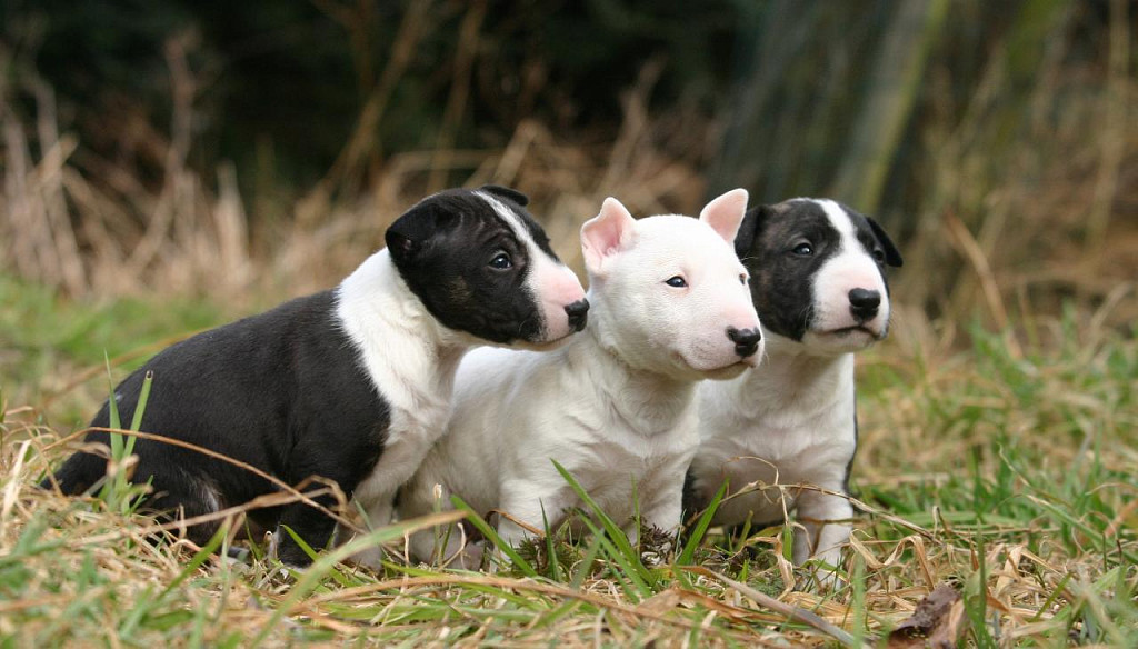 Miniature Bull Terrier Puppies