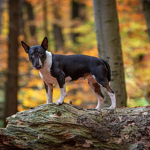 Mini-bull terrier