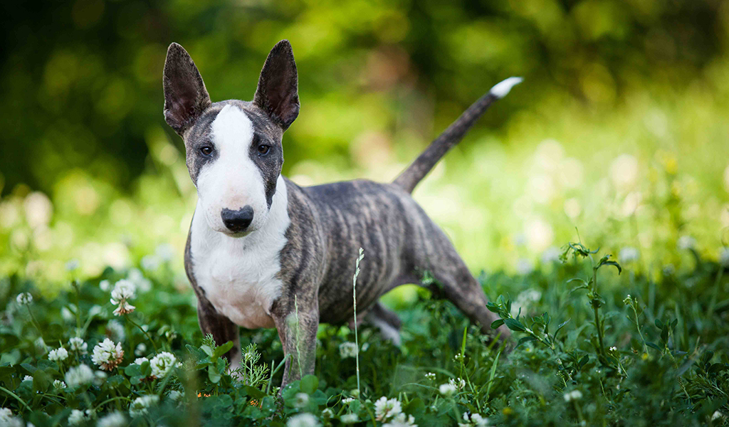 Mini-bull terrier