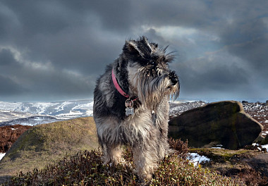 Mittelschnauzer