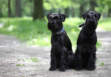 Mittelschnauzer