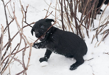 Mittelschnauzer