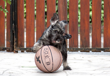 Mittelschnauzer