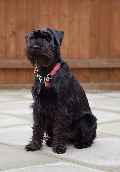 6-month-old Mittelschnauzer