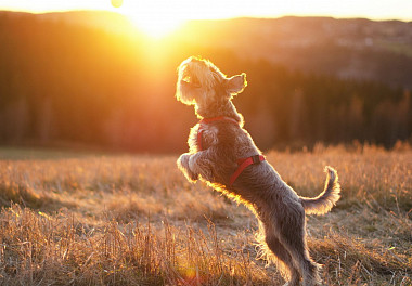 Mittelschnauzer