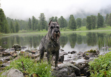 Mittelschnauzer