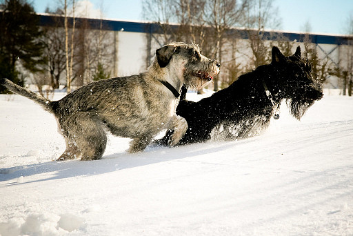 Mittelschnauzer